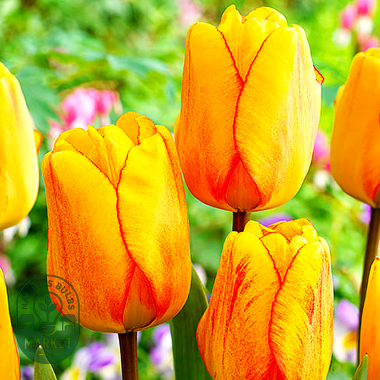 Blushing Apeldoorn