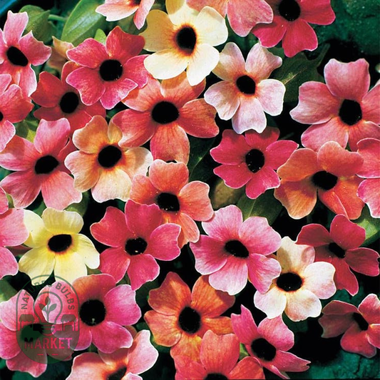 Blushing Susie' Black-Eyed Susan Vine Seeds