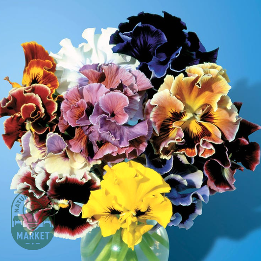 Bolero Mix Pansy Seeds