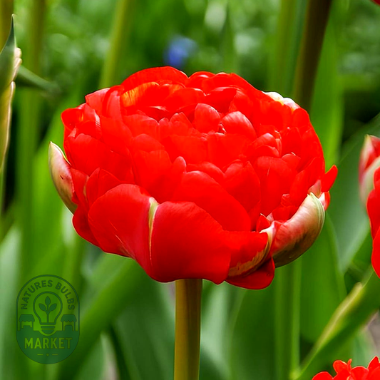 Bombastic Red