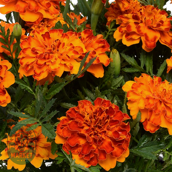 Bonanza™ Bolero Marigold Seeds