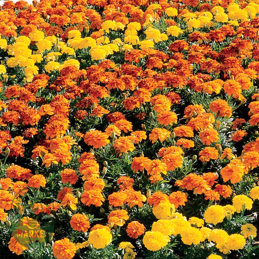 Bonanza™ Mix Marigold Seeds