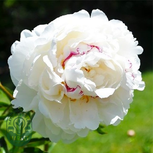 Boule De Neige