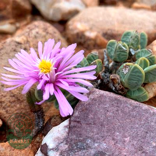Braunsia geminata