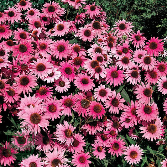 Bravado Purple Coneflower Seeds