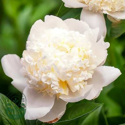 Bridal Grace