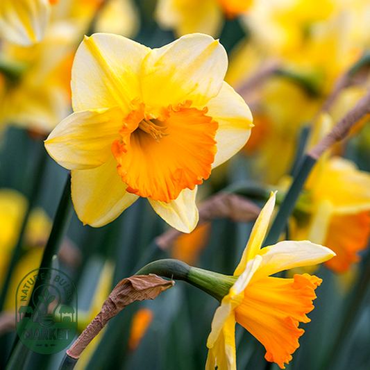 Bright Jewel