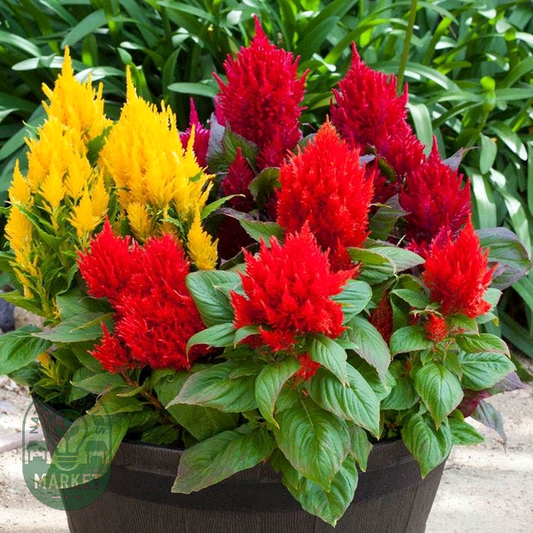 Bright Sparks™ Mix Celosia Seeds