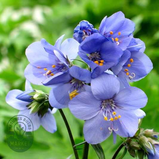 Brise d'Anjou™ Jacob's Ladder