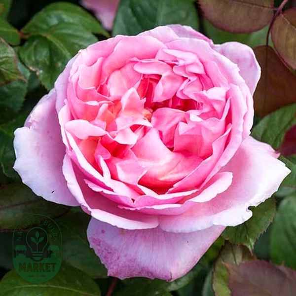 Brother Cadfael