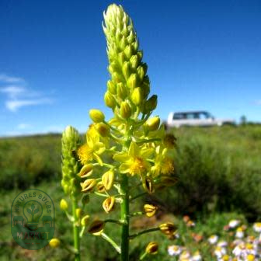 Bulbine abyssinica