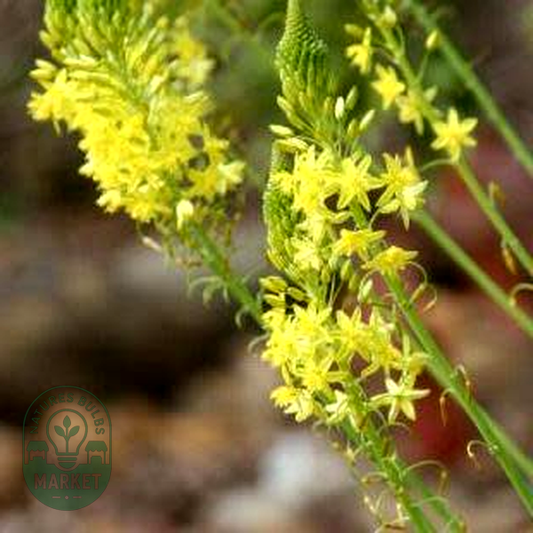Bulbine alooides