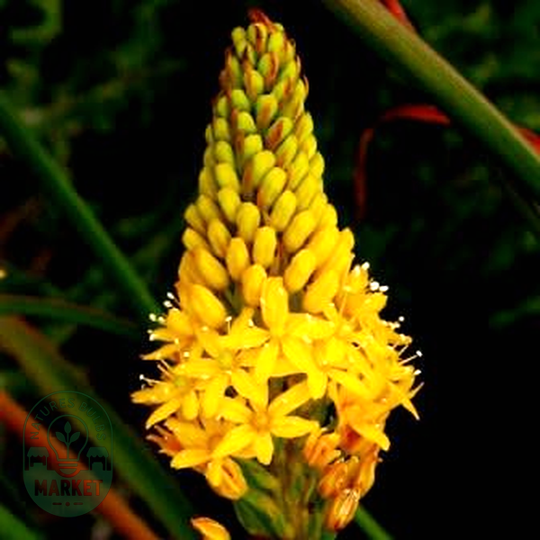 Bulbine angustifolia