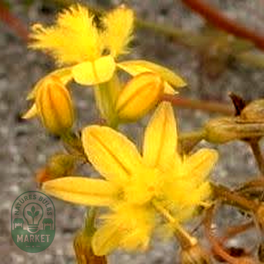 Bulbine annua