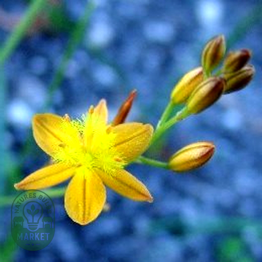 Bulbine favosa