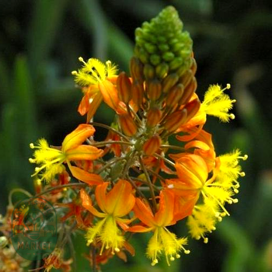 Bulbine frutescens Orange