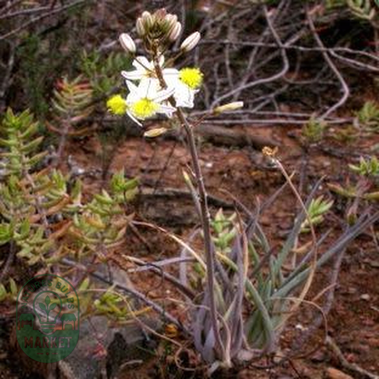 Bulbine frutescens White