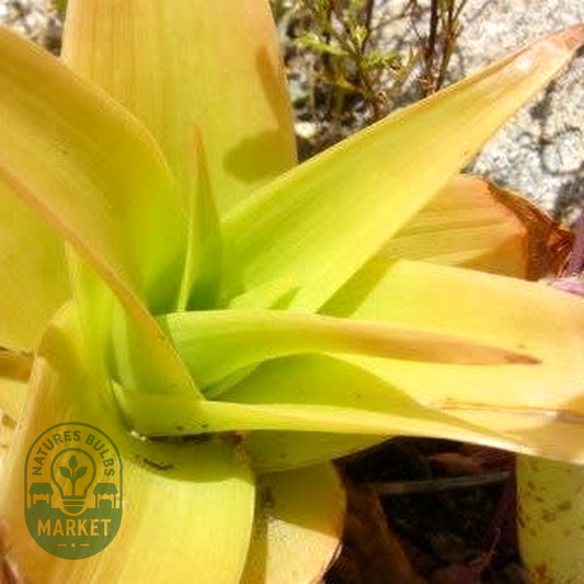 Bulbine latifolia