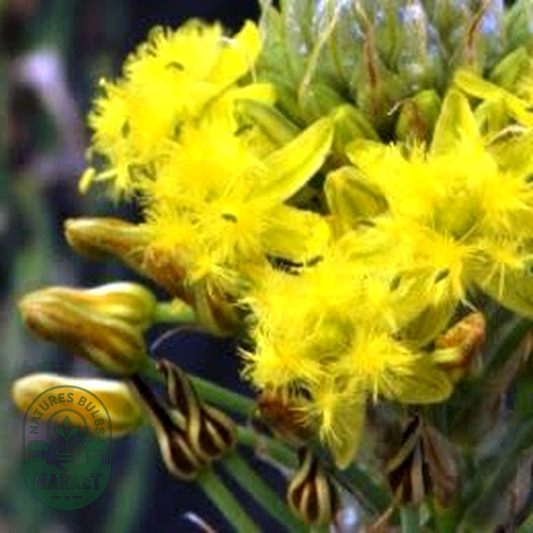 Bulbine narcissifolia