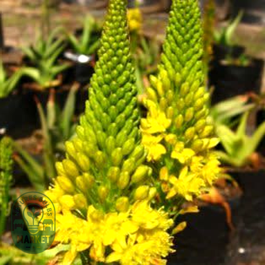 Bulbine natalensis