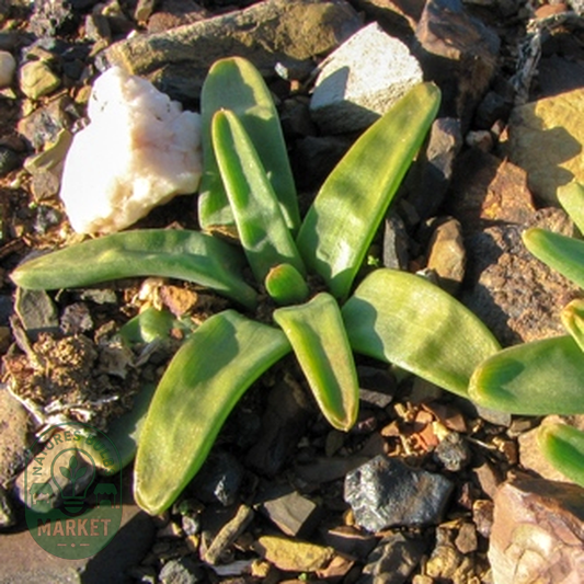 Bulbine succulenta