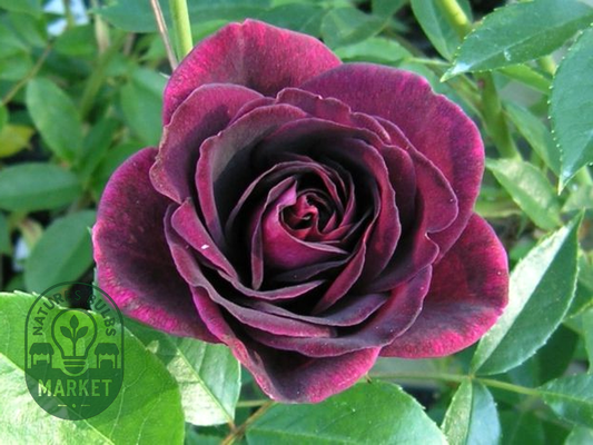 Burgundy Ice