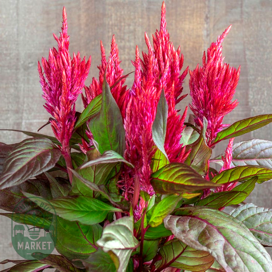 Burning Embers Celosia Seeds