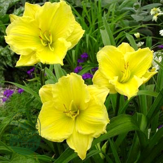 Buttercup Parade