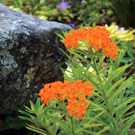 Butterfly Weed Seeds