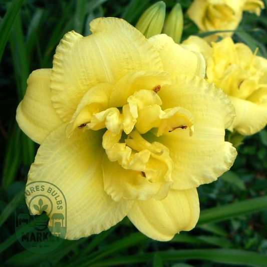 Cabbage Flower