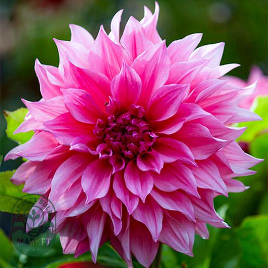 Cafe Au Lait Rose
