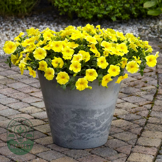 Caliburst™ Yellow Petchoa Seeds