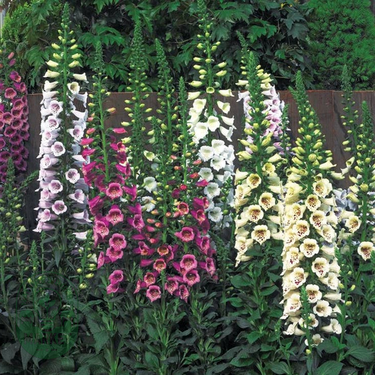 Camelot™ Mix Hybrid Foxglove Seeds