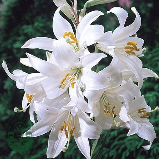 Candidum
