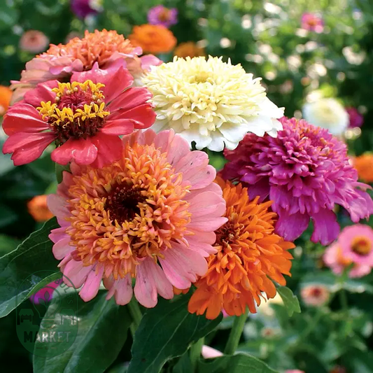 Candy Mix' Zinnia Seeds