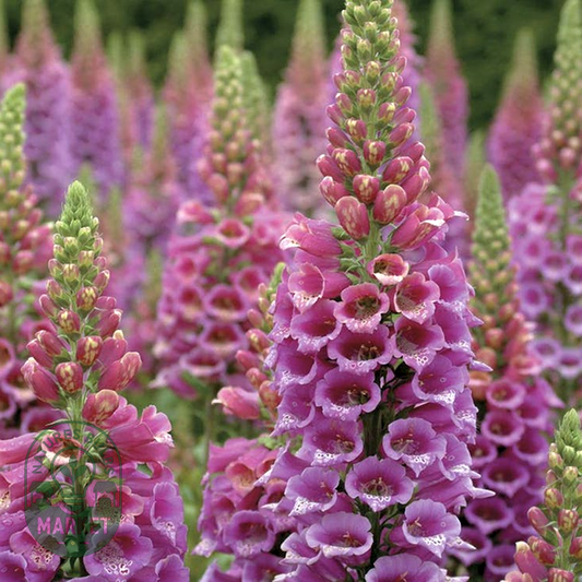 Candy Mountain Foxglove