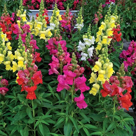 Candy Tops Mix Snapdragon Seeds