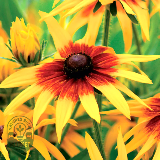 Cappuccino Rudbeckia Seeds