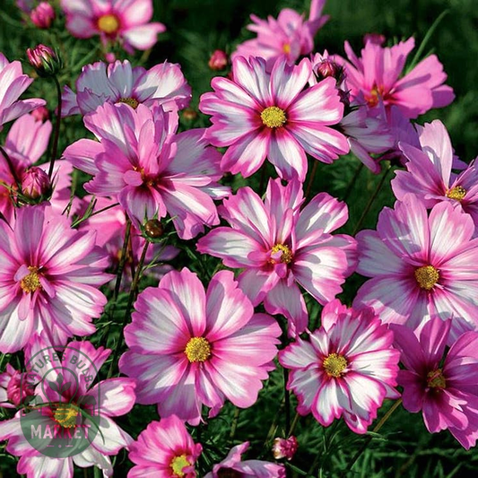 Capriola' Cosmos Seeds