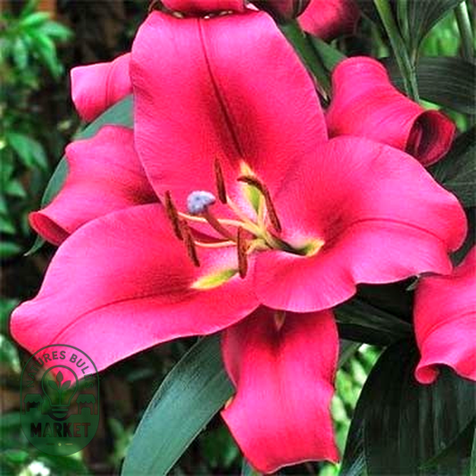 Carbonero
