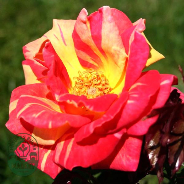 Caribia