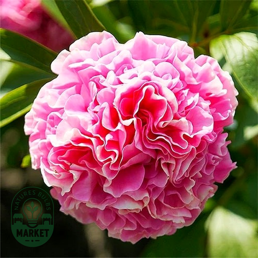 Carnation Bouqet