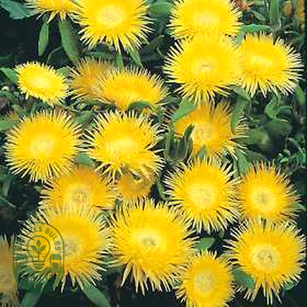 Carpanthea pomeridiana
