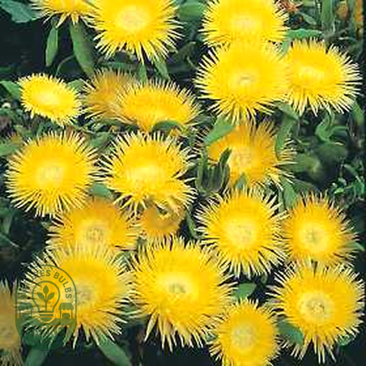 Carpanthea pomeridiana