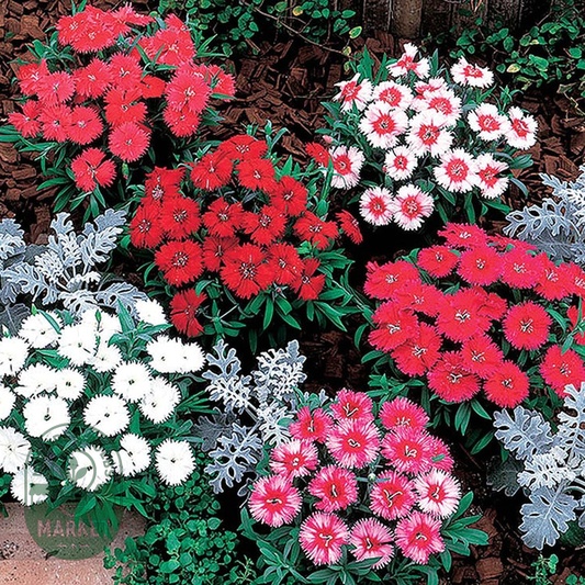 Carpet Mix Dianthus Seeds