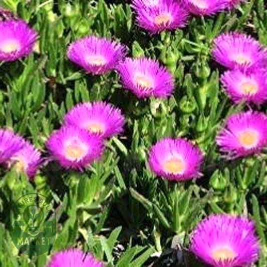Carpobrotus acinaciformis