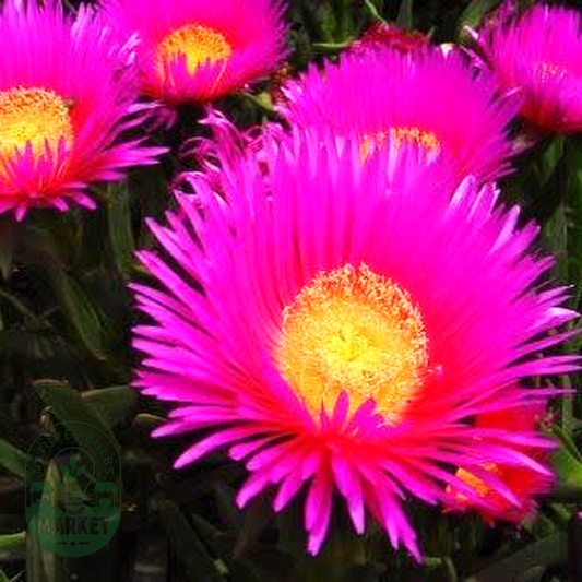 Carpobrotus deliciosus