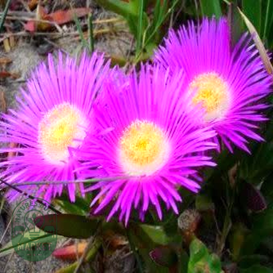 Carpobrotus edulis