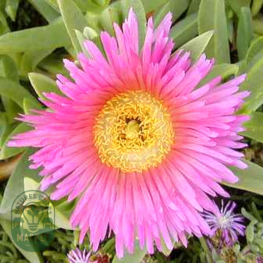 Carpobrotus mellei