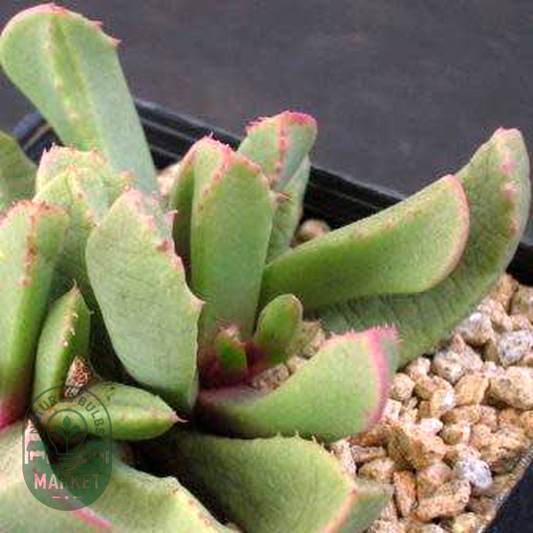 Carruanthus peersii